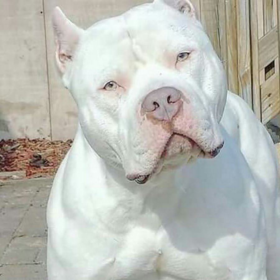 Американский стаффордширский терьер белый