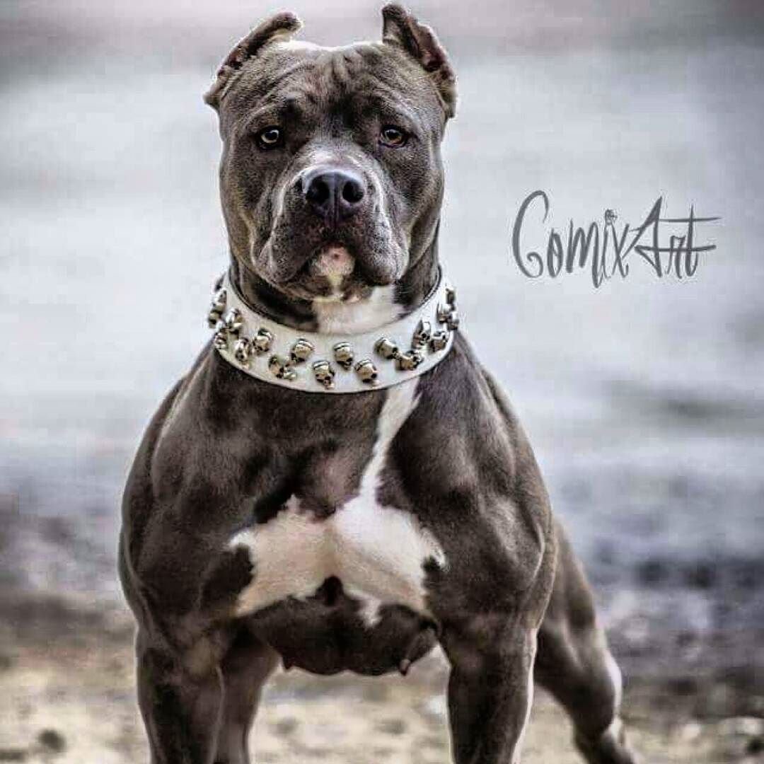 Стаффордширский терьер оскал