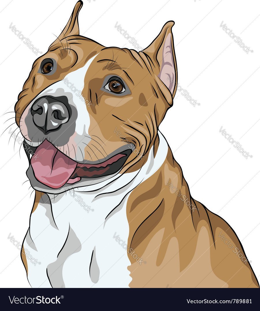 Американский стаффордширский терьер