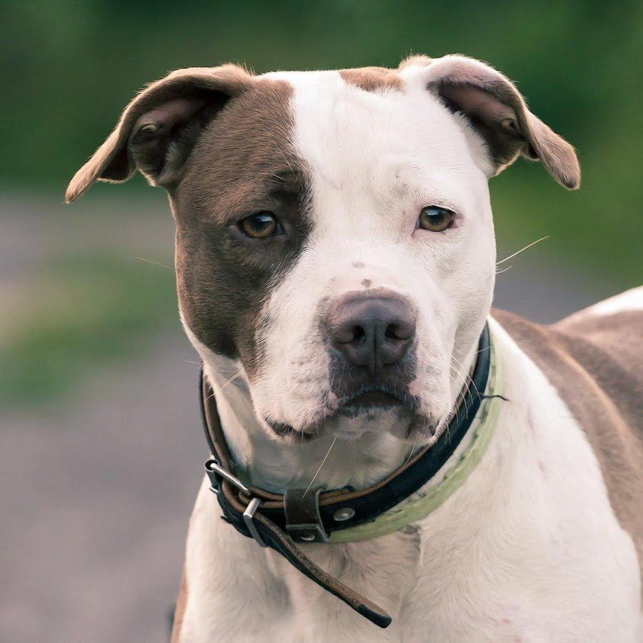 Белый питбуль высокий