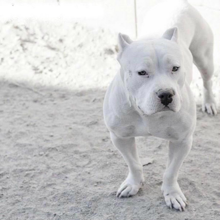 Девушка с питбулем