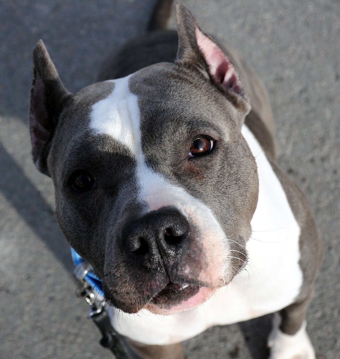 Питбуль амстафф бультерьер щенок