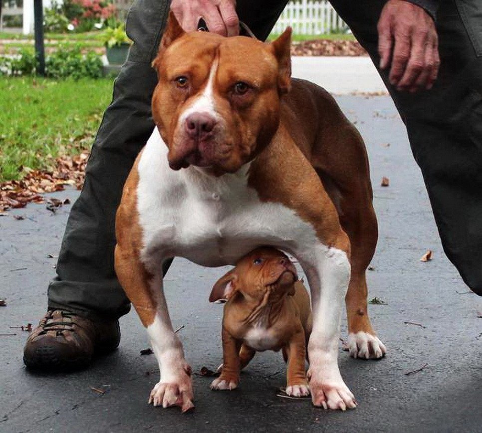 Питбуль американский стаффордширский