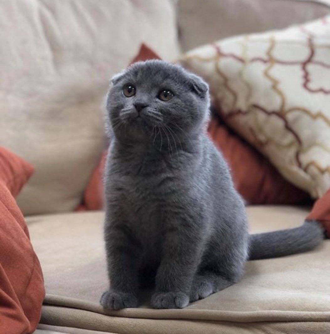 Шотландская вислоухая кошка злая