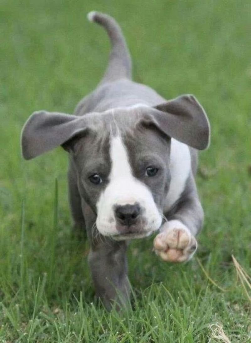 Американский питбультерьер