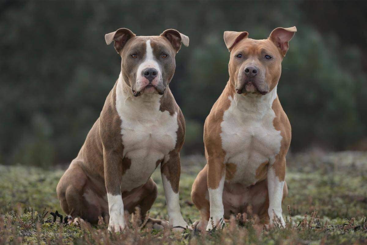 Амстафф терьерного типа