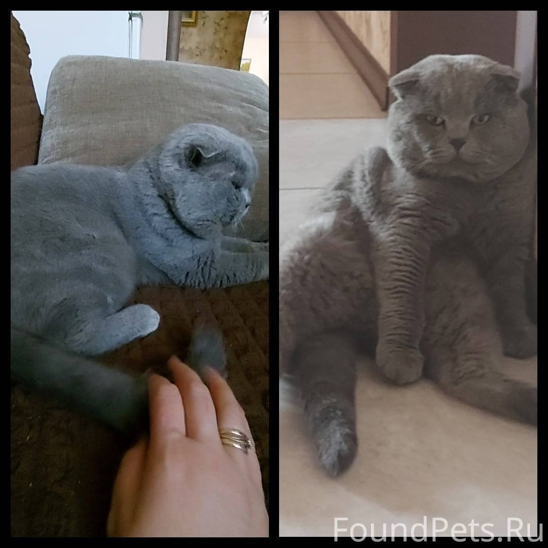 Скоттиш фолд серо белый