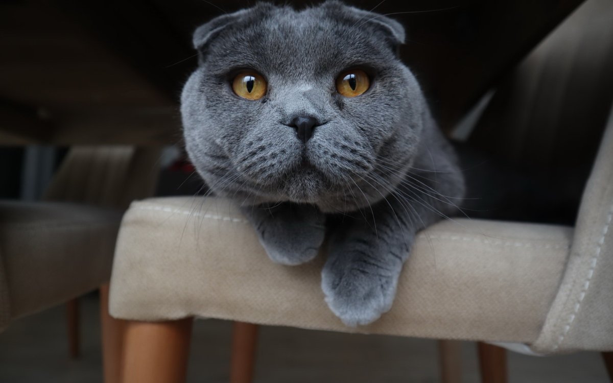 Бешеный вислоухий кот