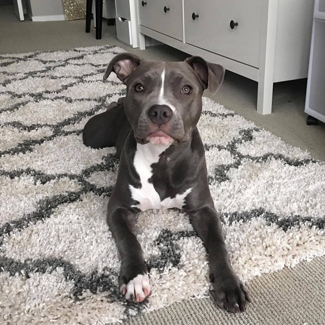 Стафф терьер злой