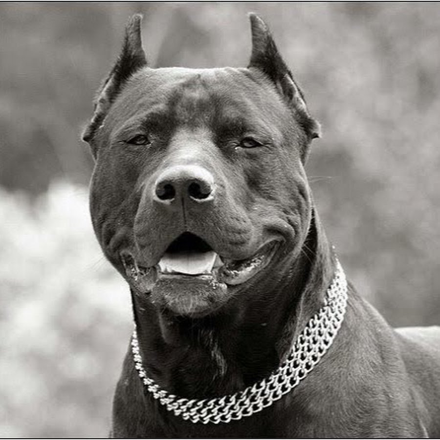 Порода собак колокольчик