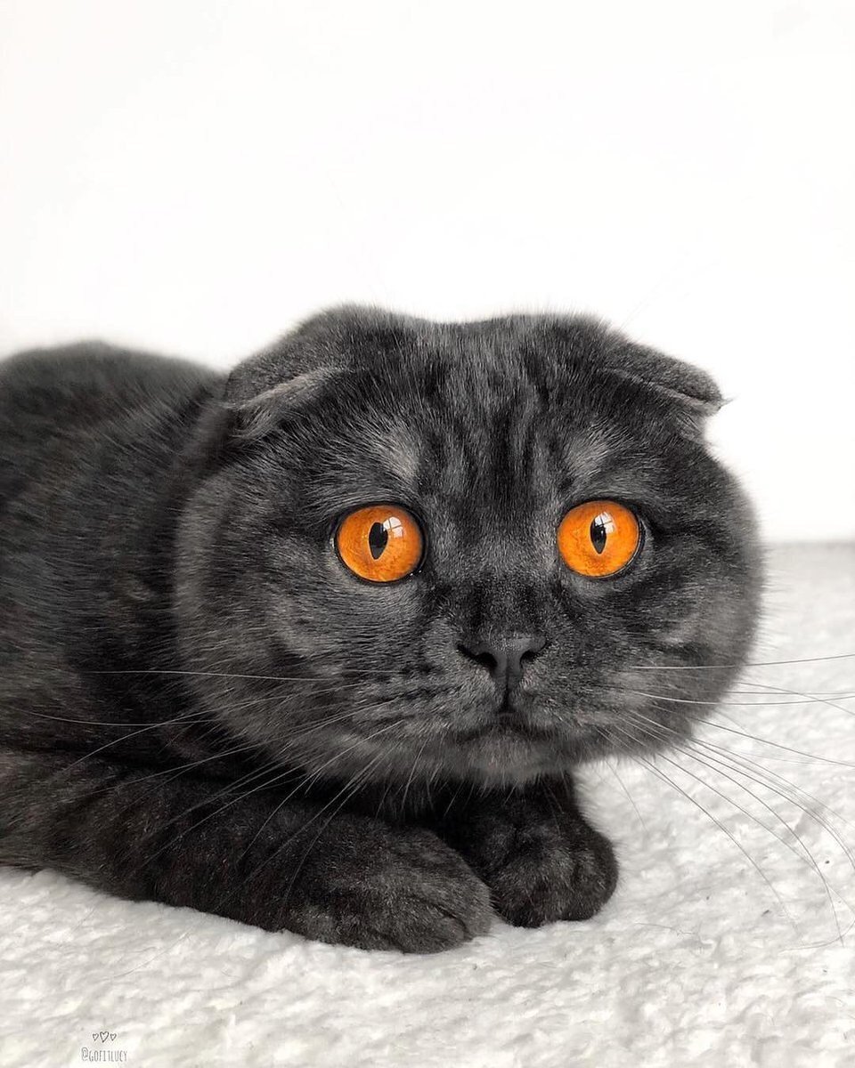 Кот британец вислоухий серый