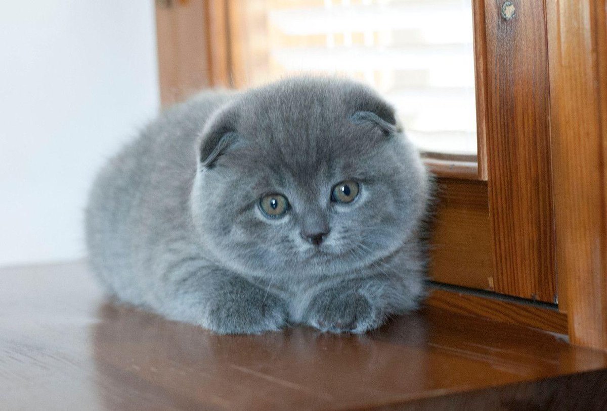 Шотландская вислоухая кошка смешная
