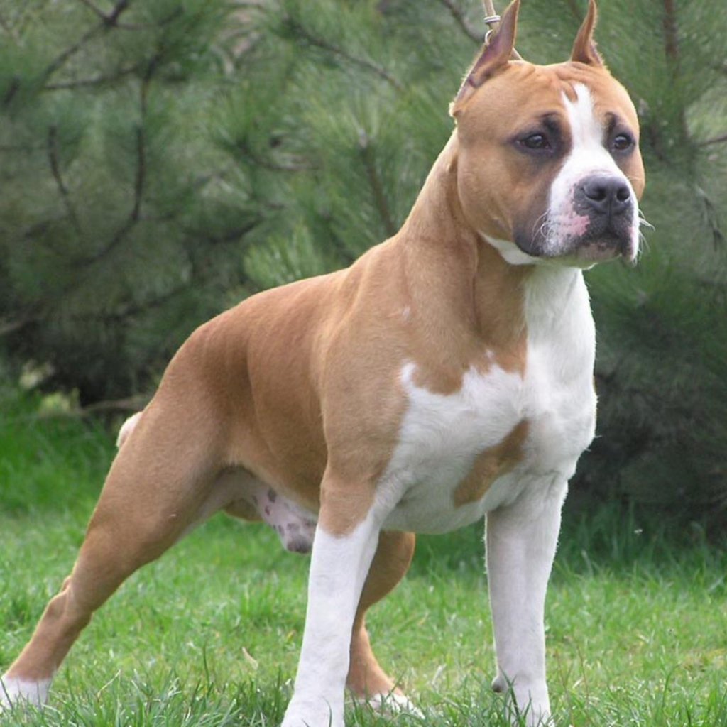 Банда собак