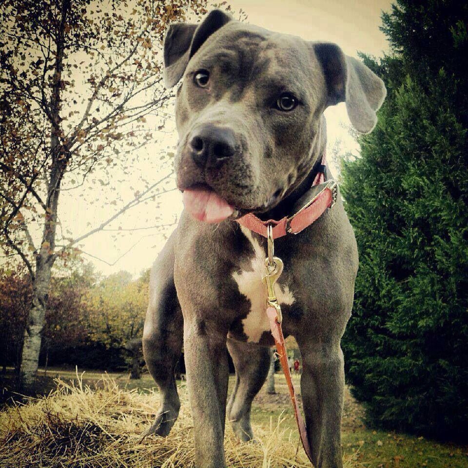 Щенки питбуль домашние