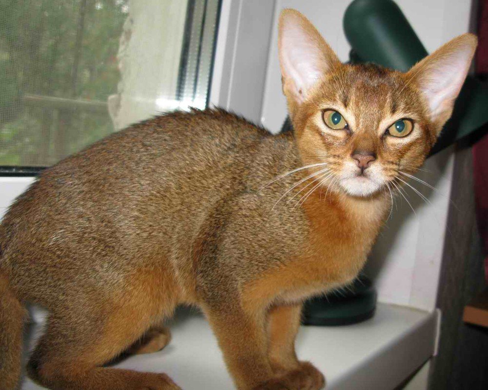 Чаузи и Абиссинская кошка