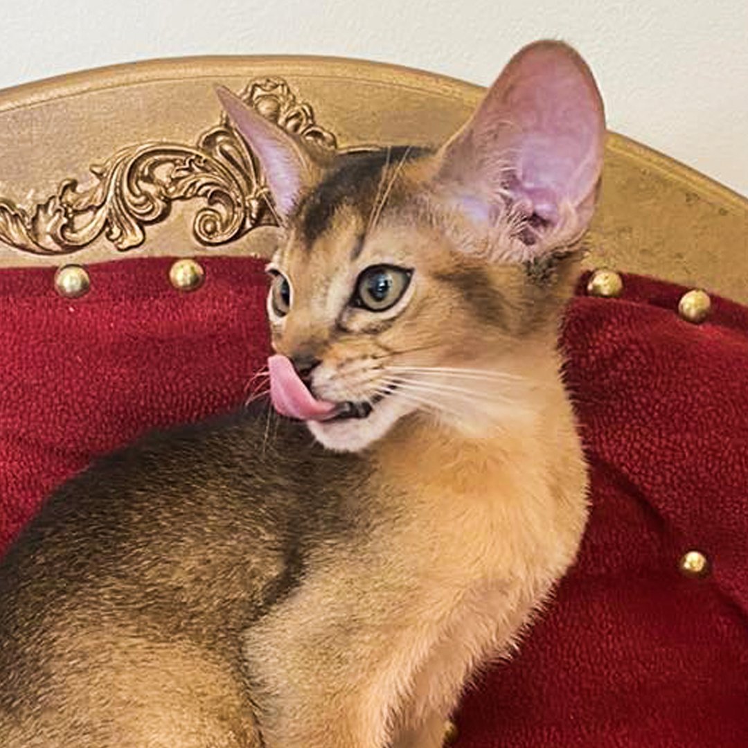 Черный абиссинец