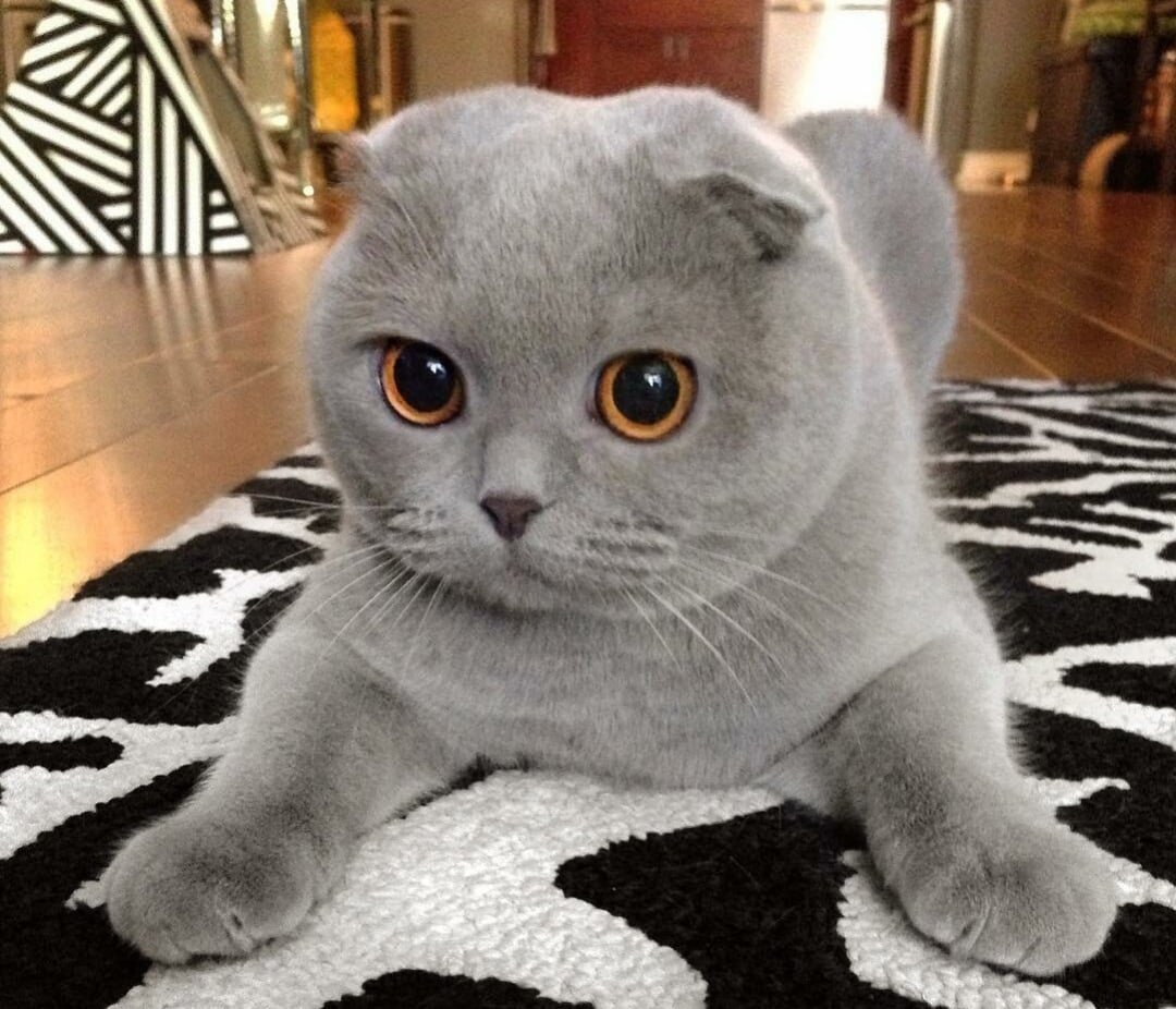 Шотландский вислоухий кот серый