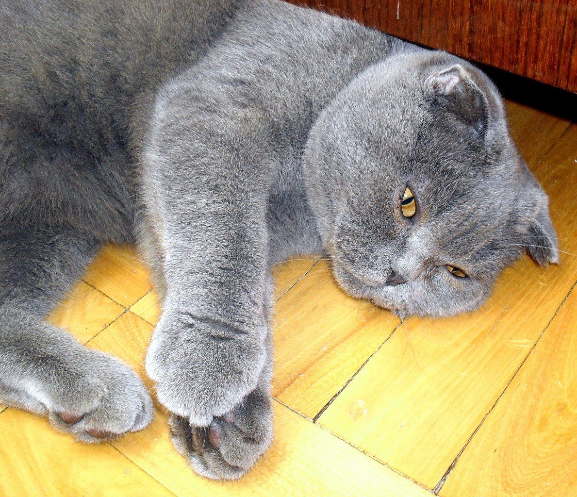 Скоттиш-фолд Шотландская вислоухая
