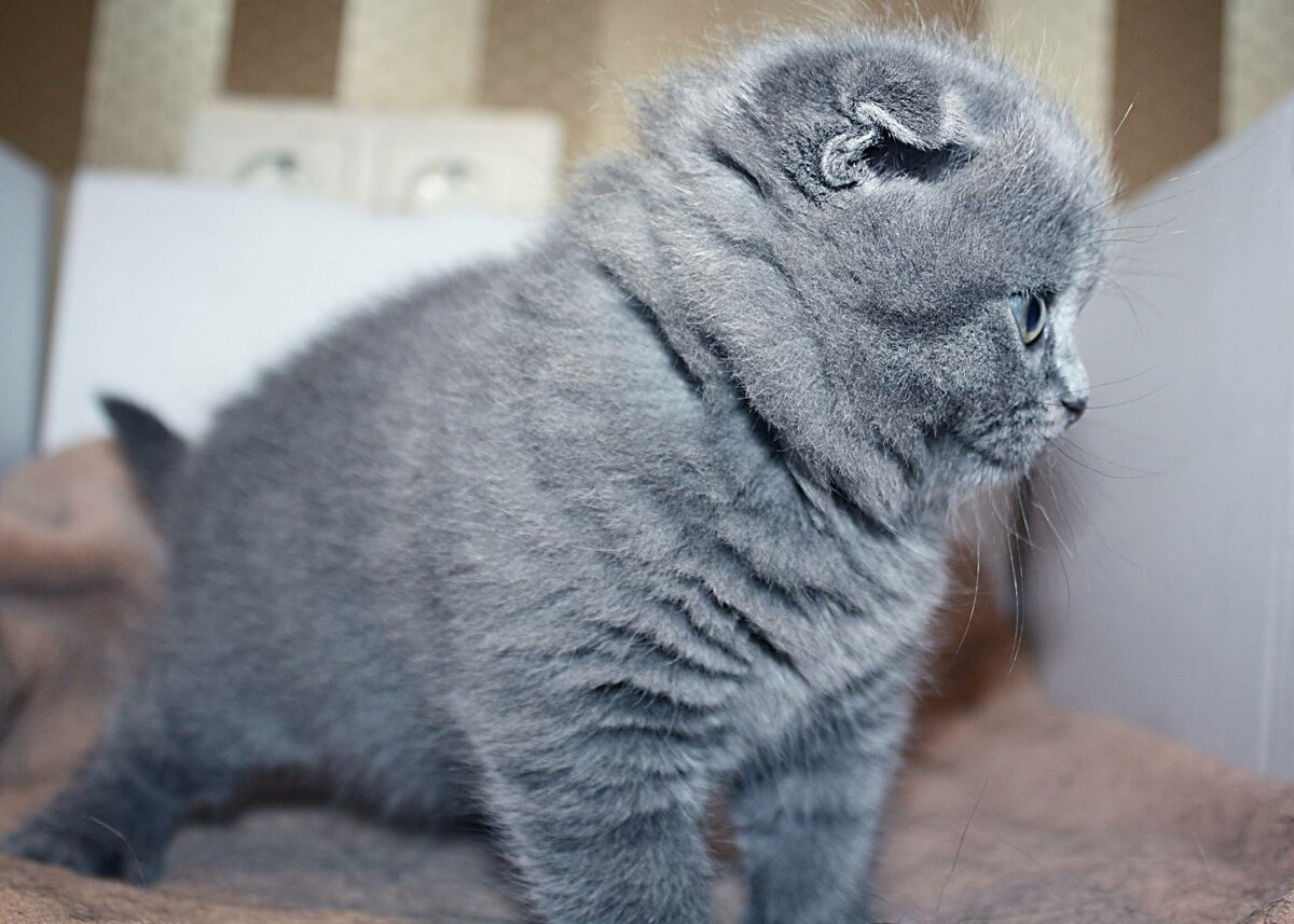 Британский короткошерстный вислоухий кот