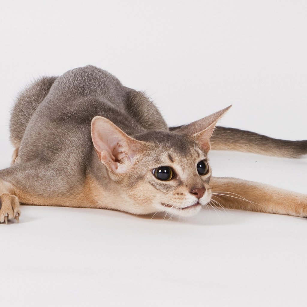 Абиссинец Манчкин