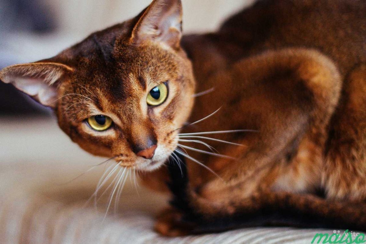 Сингапурская кошка Абиссинская