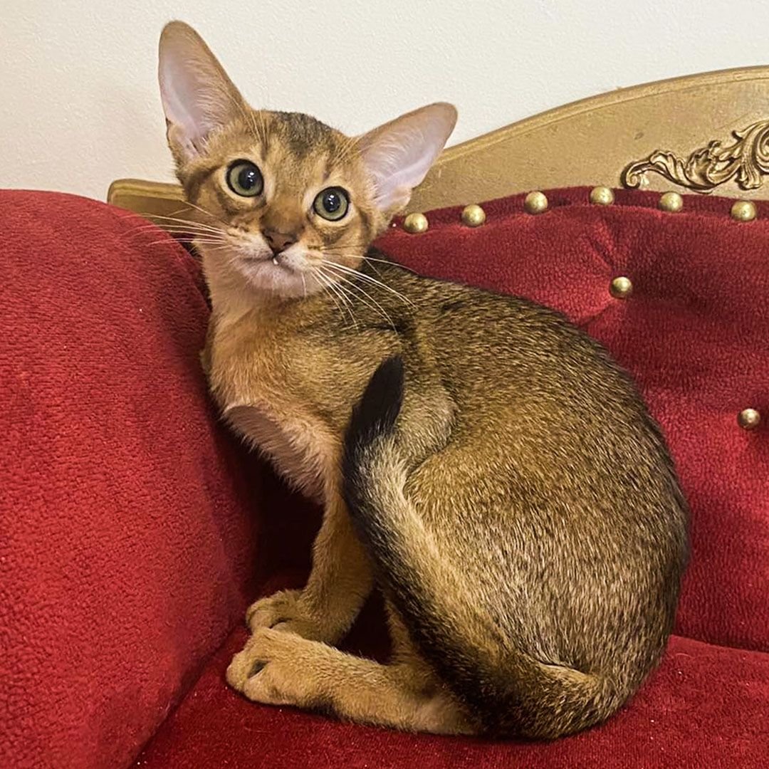 Абиссинская Неуловимая