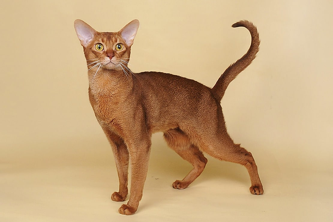 Абиссинские котята дикого окраса