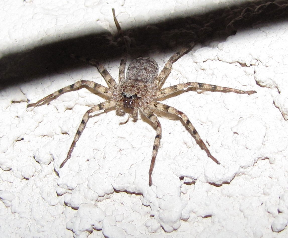 Ceratogyrus attonitifer