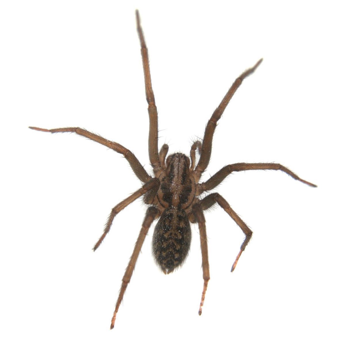 Австралийский паук охотник