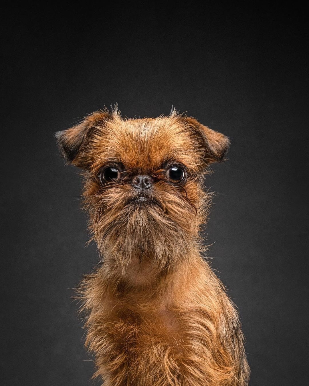 Порода собак бельгийский гриффон - 74 фото