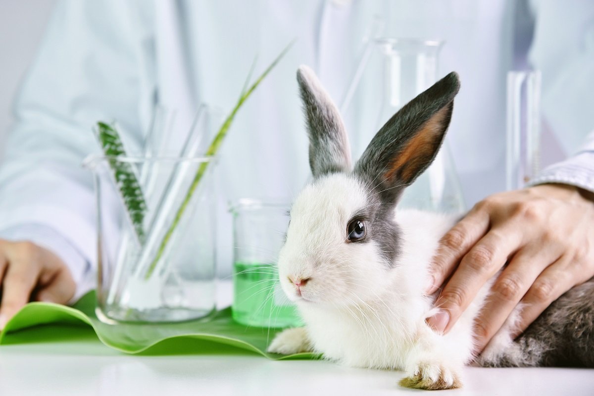 Office krolik. Лабораторные животные кролики. Лабораторные исследования на кроликах.