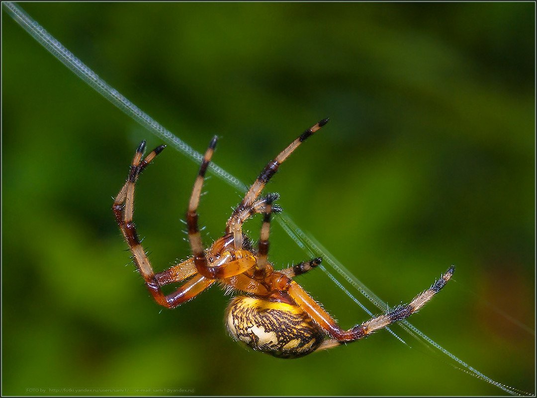 Паук крестовик Забайкальский край