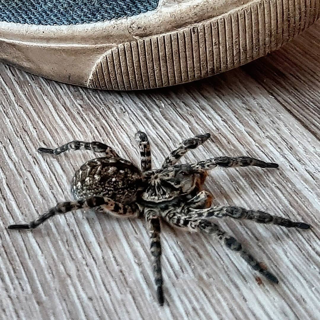 Насекомые насекомые Хабаровского края