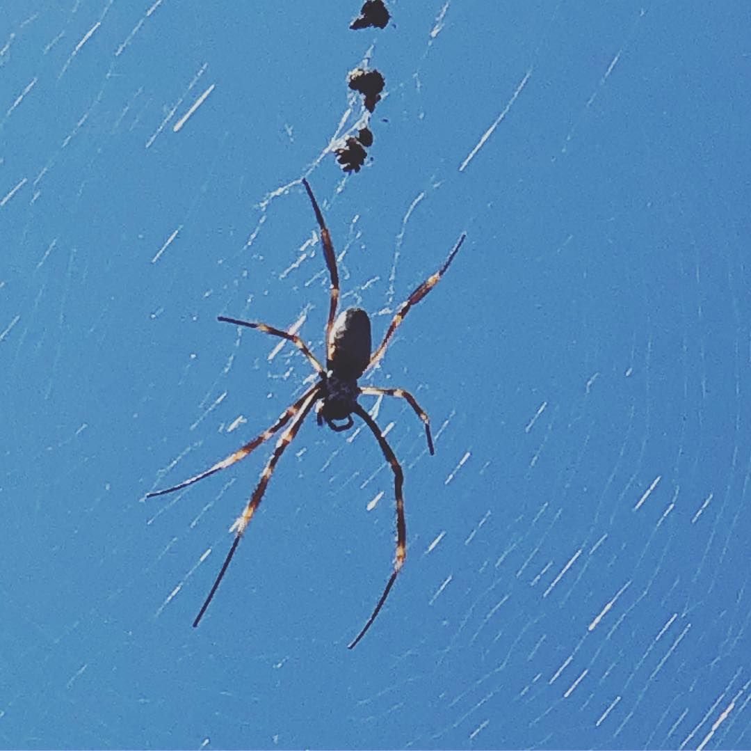 Паук крестовик