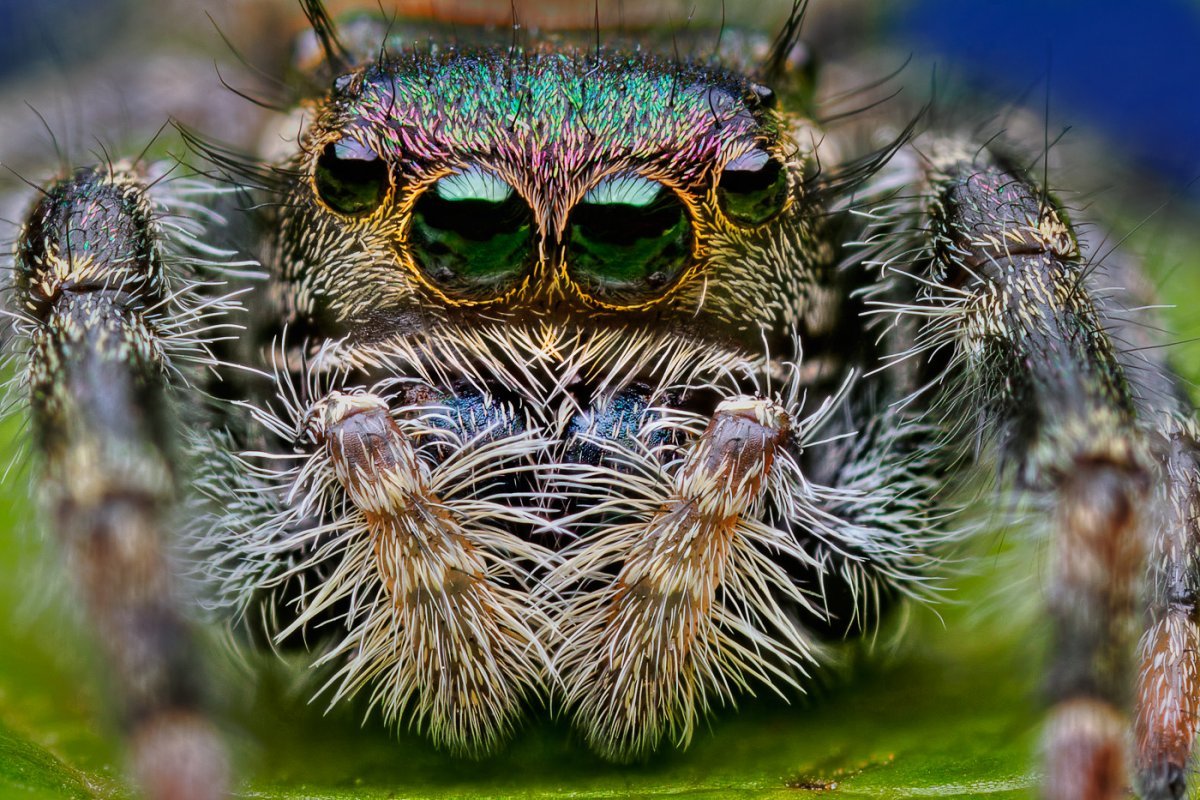 Пауки в Хабаровске