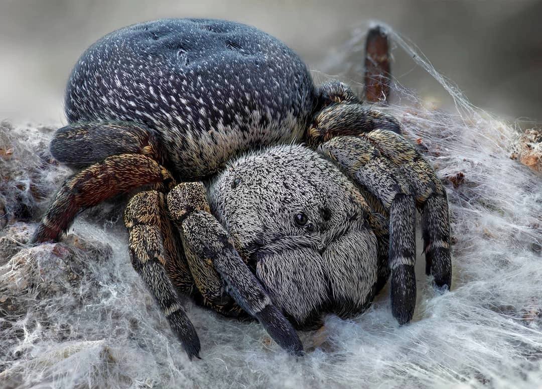 Monocentropus Lambertoni
