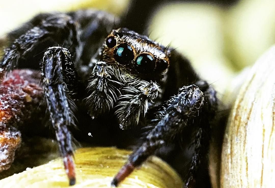 Паук Monocentropus balfouri