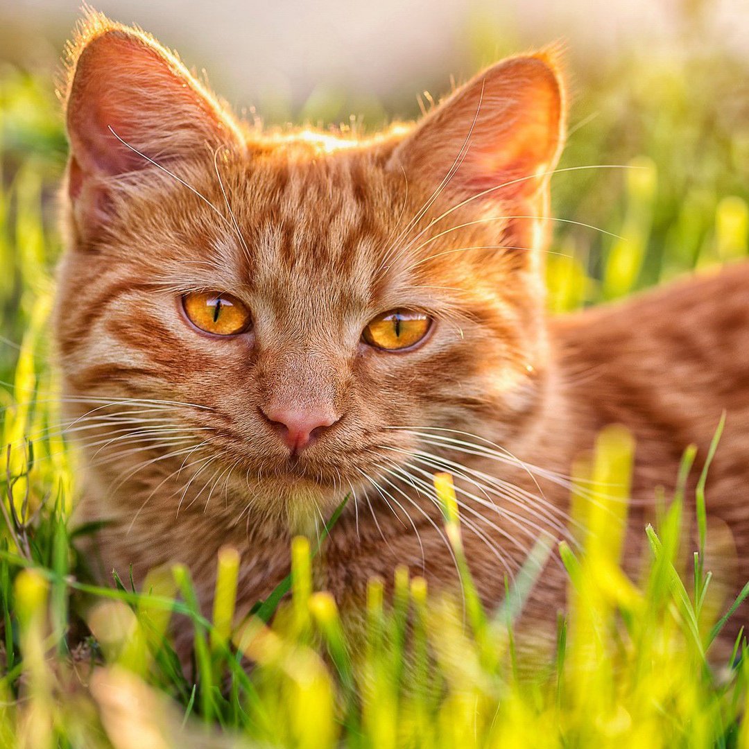 Бенгальская короткошерстная кошка рыжая