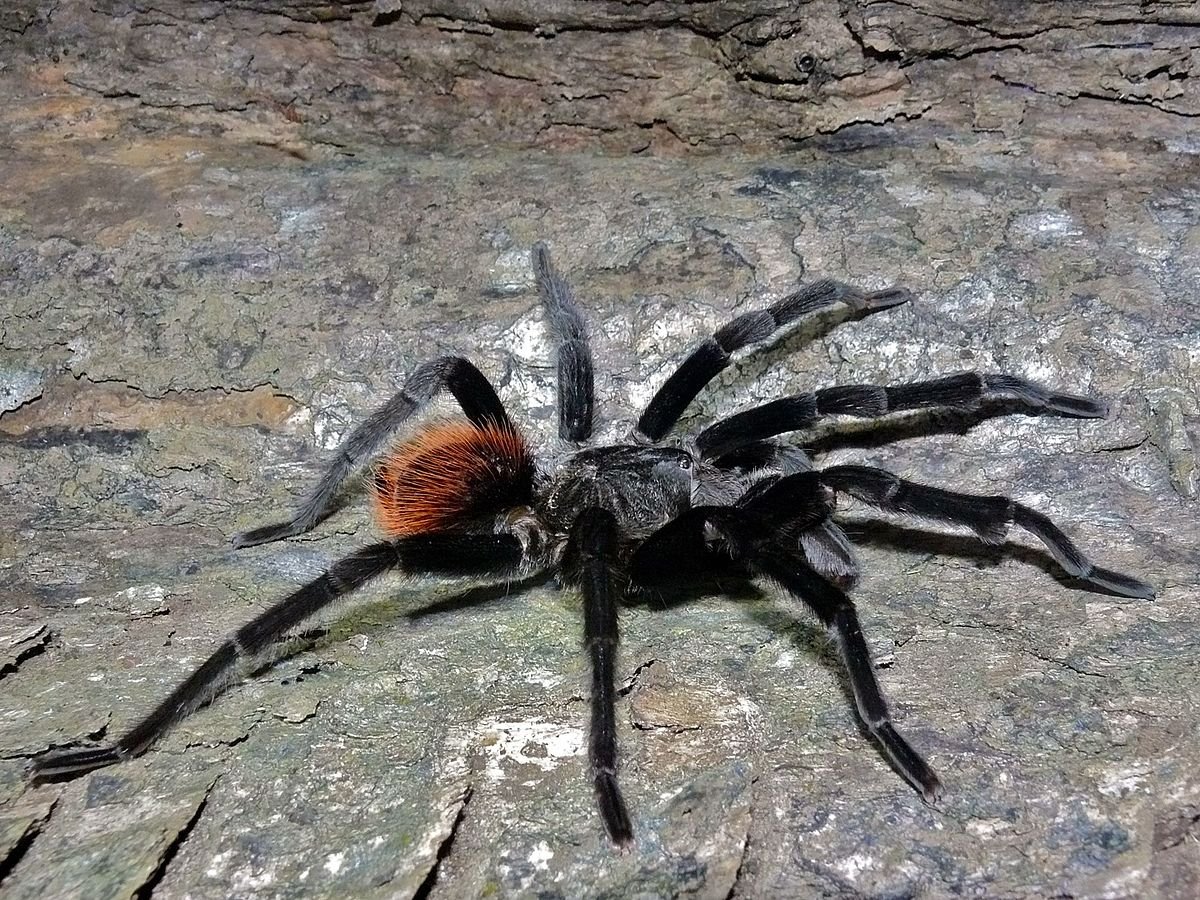 Monocentropus balfouri