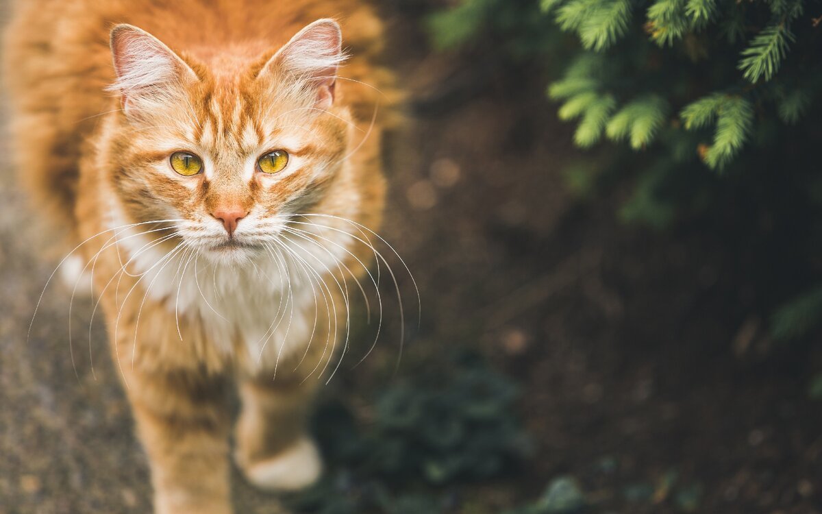 Рыжий полосатый кот