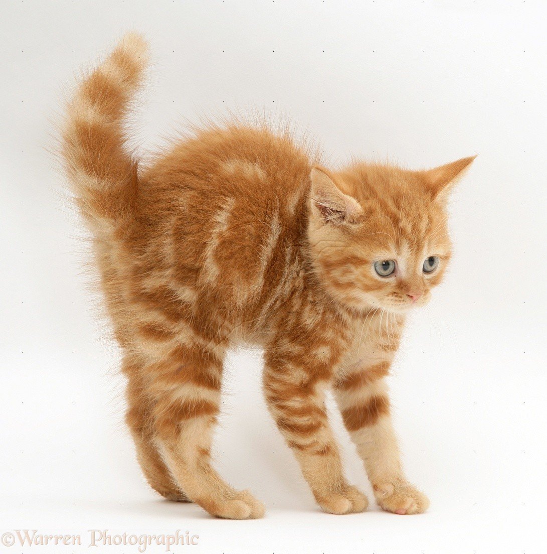 Старый рыжий кот