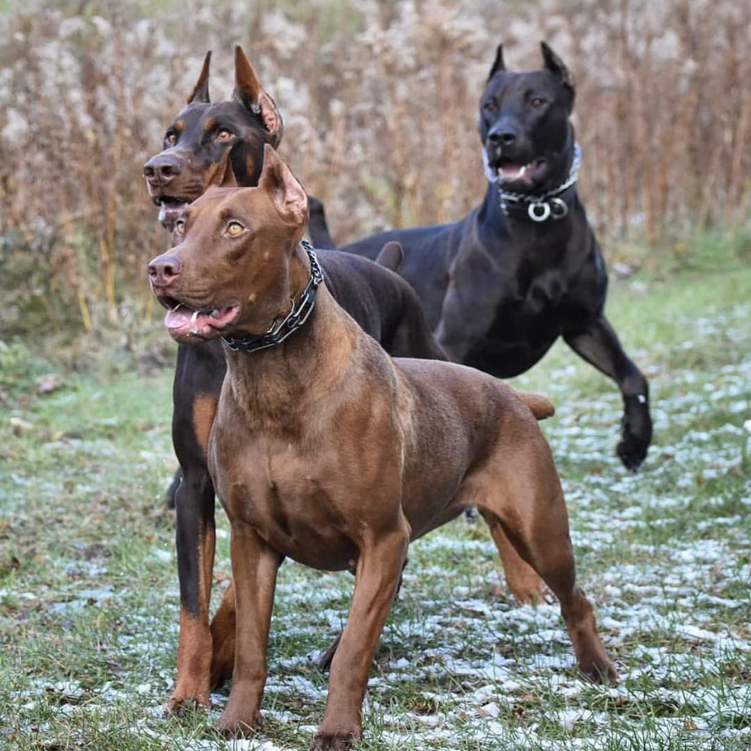 Доберман питбуль Кане Корсо