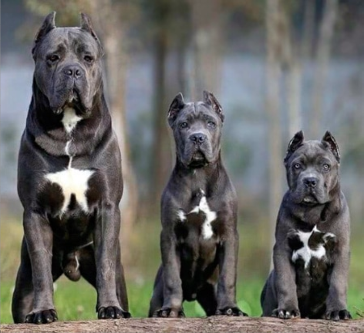 Кане Корсо и питбуль