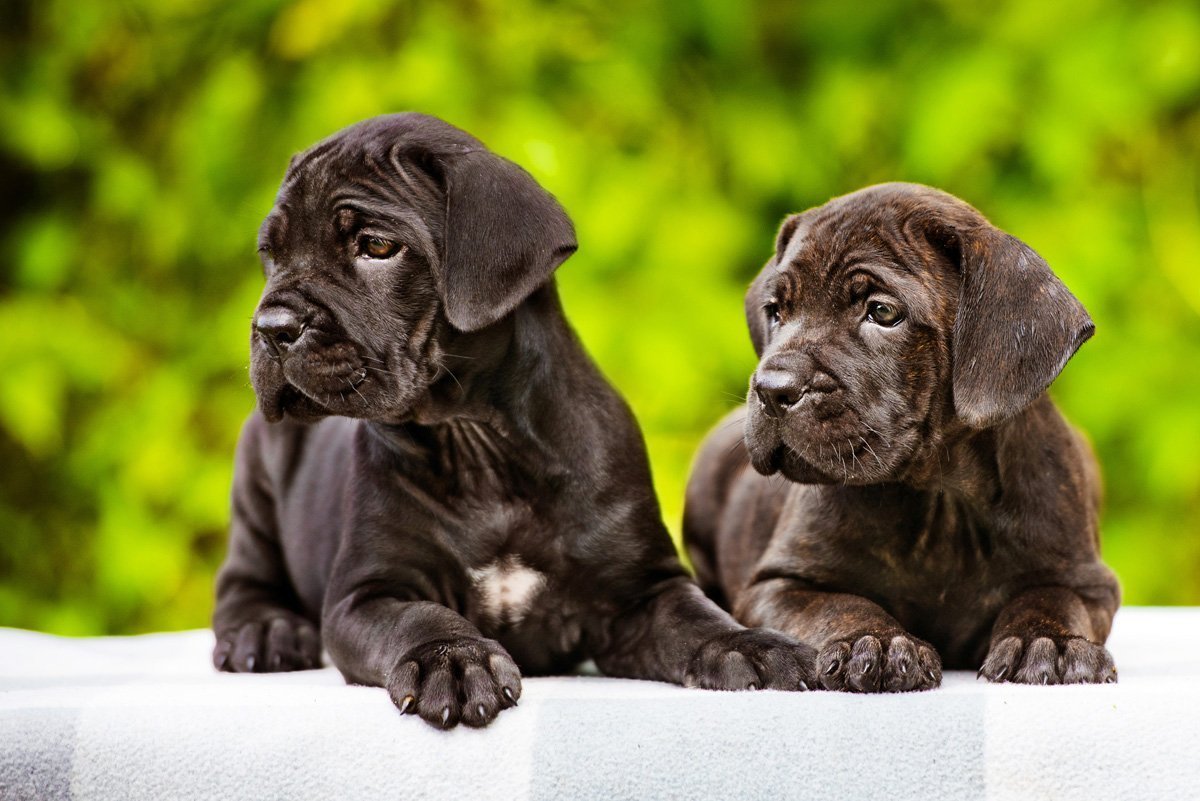 Итальянский мастиф щенок