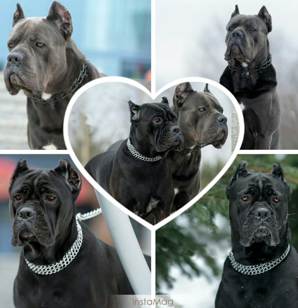 Выставки собак в СПБ Кане Корсо в Санкт-Петербурге