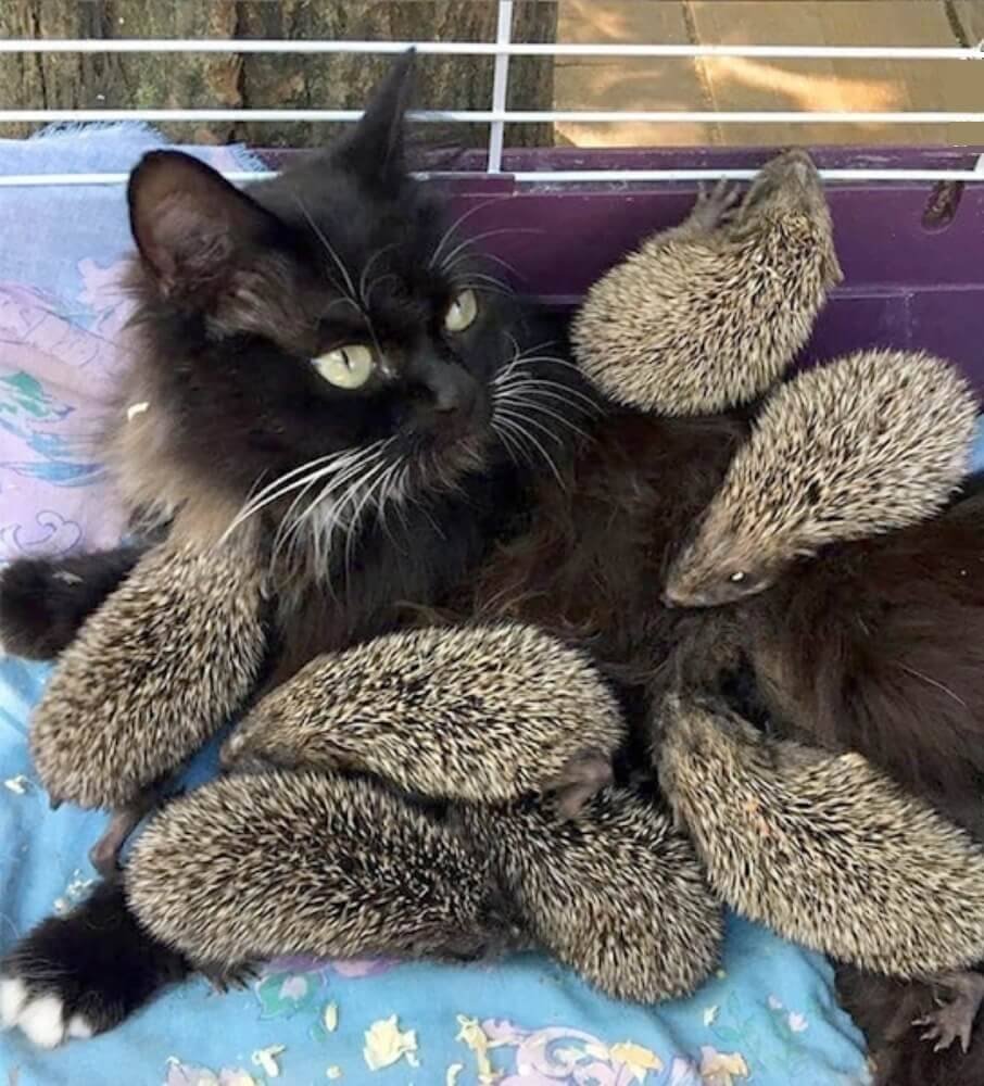 Кошка Муся и ежата