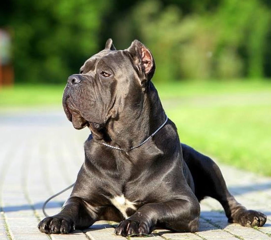 Кане Корсо Династия чемпионов