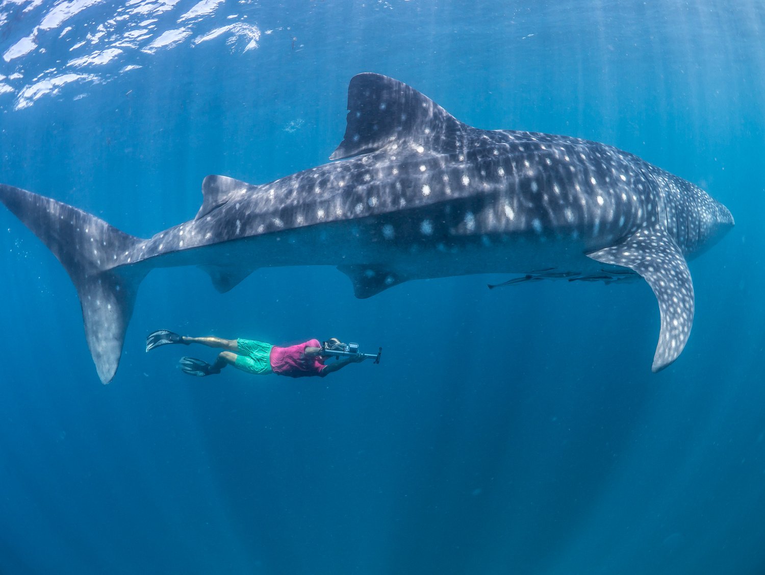 Сама большая акула. Китовая акула. Гигантская китовая акула. Самая большая китовая акула. Самая большая акула в мире.