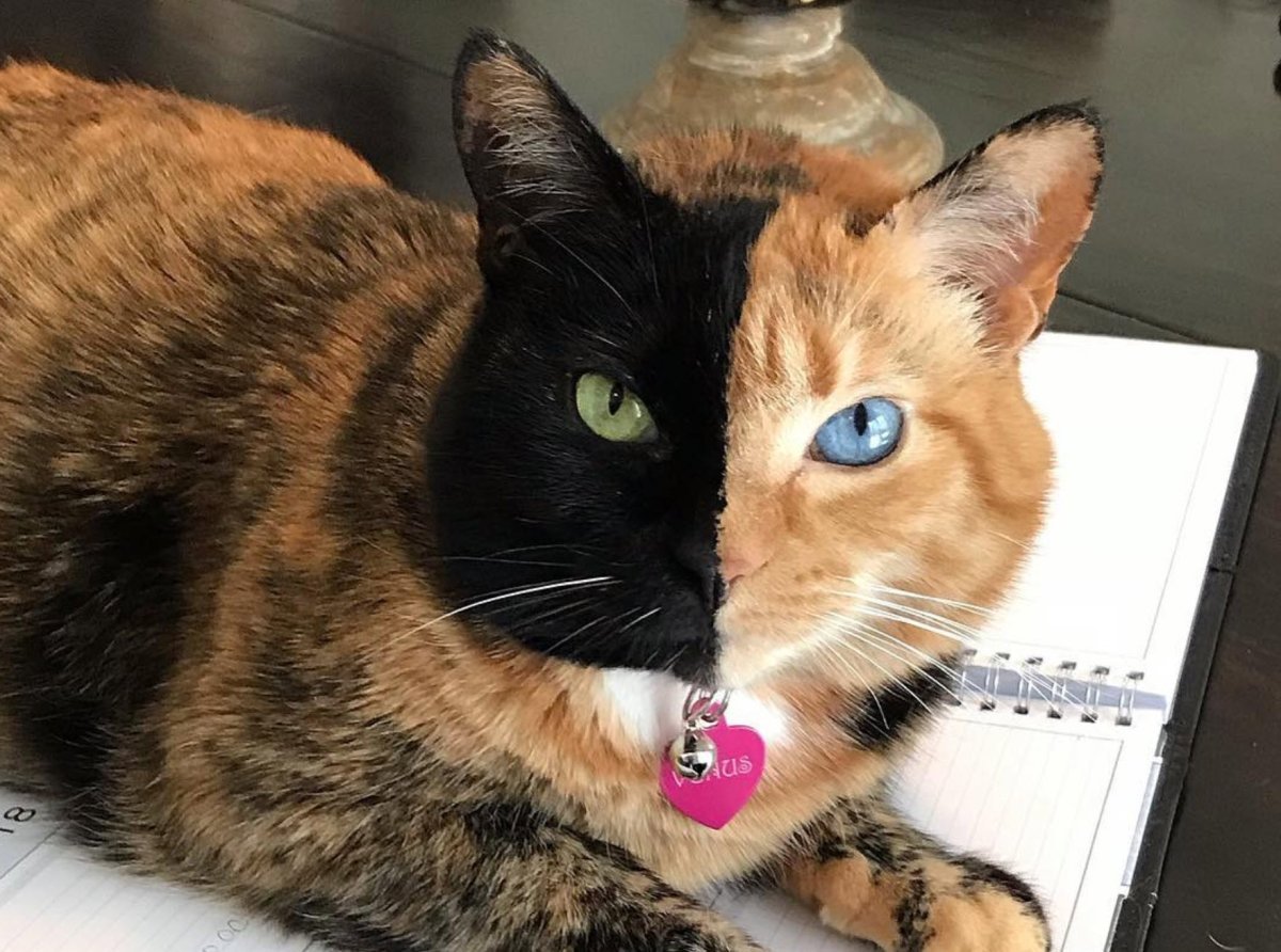 Девон рекс Химера