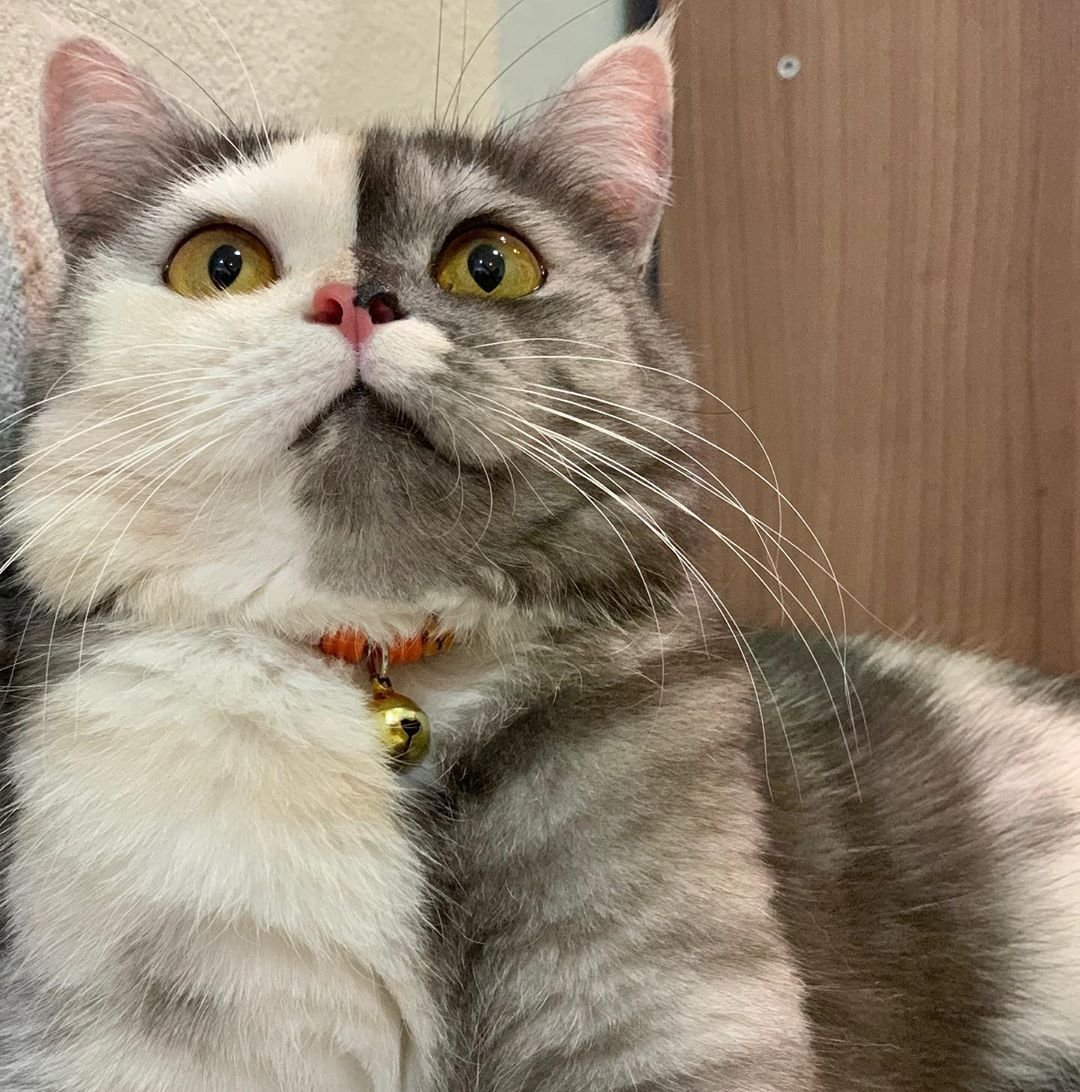 Калико табби окрас кошки